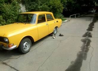 Образец цвета 240 МИМОЗА на автомобиле - №2